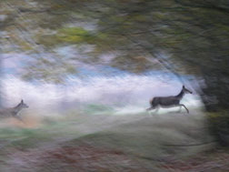 „Magiczne jelenie”fot. Jean de Falandre, Francja (1. miejsce w grupie 11–14 lat)