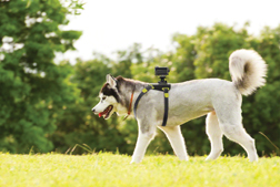 Kamera dla psa (i nie tylko)
