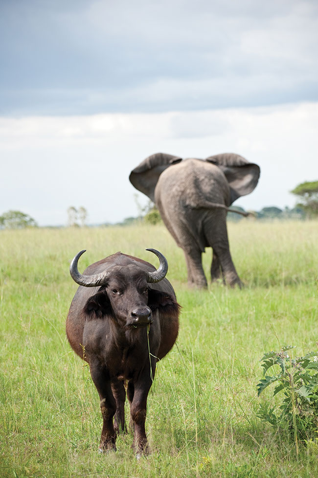 Dwa zwierzta z zestawu Wielkiej ­Pitki, w skad której wchodzi so, bawó, nosoroec, lew i lampart.  W Zimbabwe spotkamy je wszystkie.