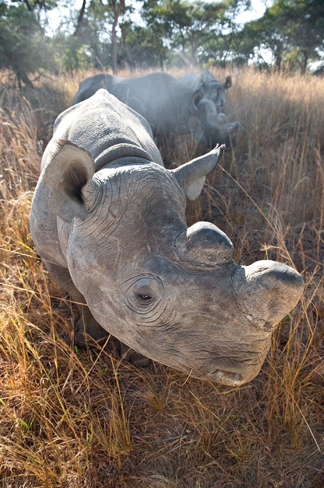 Kadr niemal niemoliwy do uchwycenia. Czarne nosoroce przypuszczaj szar gdy tylko kto znajdzie si w promieniu kilku metrów. Na takie czuoci mog sobie pozwoli tylko opiekunowie na wpó oswojonych zwierzt.