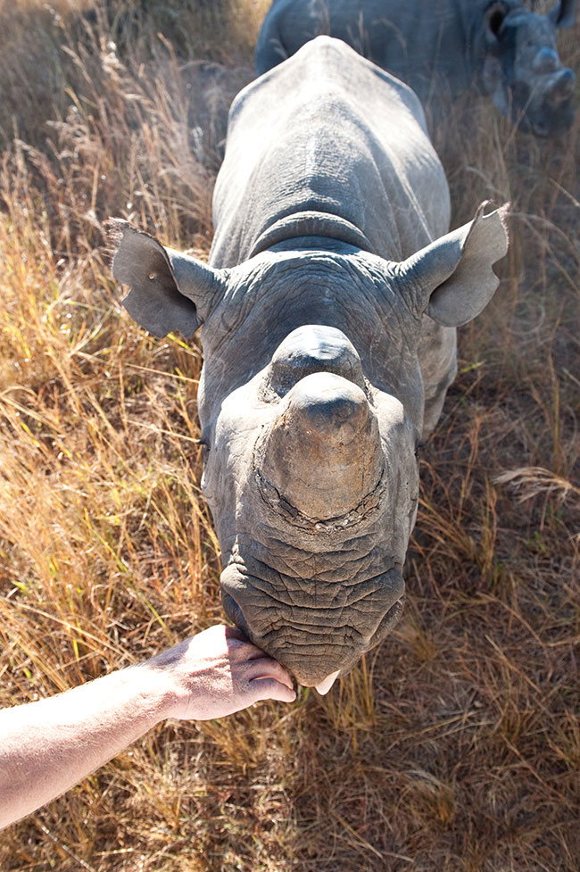Kadr niemal niemoliwy do uchwycenia. Czarne nosoroce przypuszczaj szar gdy tylko kto znajdzie si w promieniu kilku metrów. Na takie czuoci mog sobie pozwoli tylko opiekunowie na wpó oswojonych zwierzt.