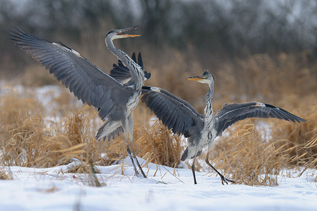 © fot. Miosz Kowalewski „Wojownicy” (z cyklu). Czaple siwe w krwawym starciu. Luty 2009, zimowa czatownia na ptaki szponiaste. Uyty sprzt: Nikon D300 + 300/2,8 + TC-E 1,4×, statyw. 