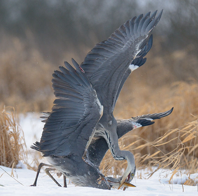 © fot. Miosz Kowalewski „Wojownicy” (z cyklu). Czaple siwe w krwawym starciu. Luty 2009, zimowa czatownia na ptaki szponiaste. Uyty sprzt: Nikon D300 + 300/2,8 + TC-E 1,4×, statyw. 