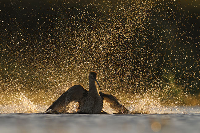© fot. Miosz Kowalewski „Dwa miliony kropel wody”. Kulik wielki podczas wieczornej kpieli. Wieczorne fotografowanie ptaków przybyych na noclegowisko z okolicznych pól, na których eruj podczas przelotu, pónym latem i jesieni. Sprzt: Nikon D300 + 300/2,8 + TC-E 2.0×, fototratwa. 