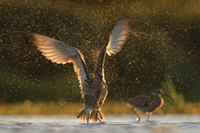 © fot. Miosz Kowalewski Kulik wielki podczas suszenia po wieczornej kpieli. Jeden z dwustu ptaków, których fotografowanie opisano szerzej w tekcie. Póne lato 2013. Uyty sprzt: Nikon D300 + 300/2,8 + TC-E 2.0×, fototratwa. 