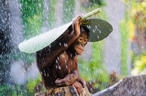 (c) Andrew Suryono, Indonesia, Entry, Nature and Wildlife Category, Open Competition, 2015 Sony World Photography Awards