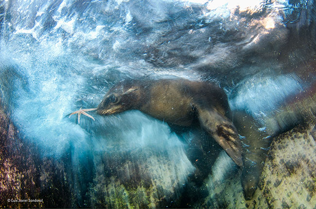 © Luis Javier Sandoval_Wildlife Photographer of the Year_ Impressions winner