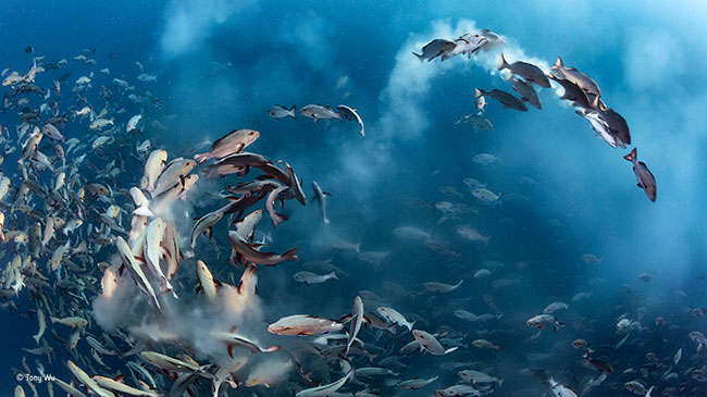 © Tony Wu_Wildlife Photographer of the Year_ Under Water winner