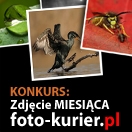 Internetowy Konkurs „ZDJCIE MIESICA” serwisu www.foto-kurier.pl.