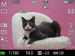 Technologia Sony Animal Eye AF [WIDEO], przykadowa sesja zdjciowa