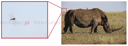 Epson R2880 bardzo dobrze odwzorowywuje szczegóy. W tym przypadku widoczne s skrzyda owada znajdujcego si w lewej czci zdjcia z nosorocem. 