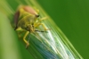fotografia