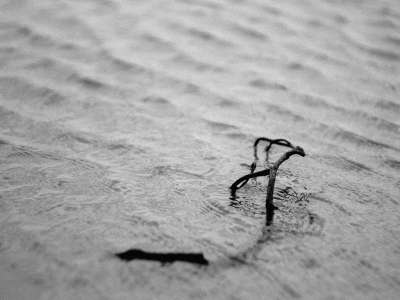 fotografia