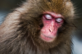 Portret makaka zokolic Nagano