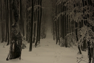 fotografia