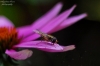 fotografia