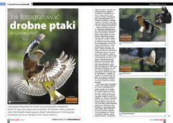 Jak fotografowa drobne ptaki w czasie lotu?