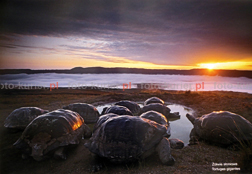 ówie soniowe w drodze do morza  fotografowaa Tui De Roy