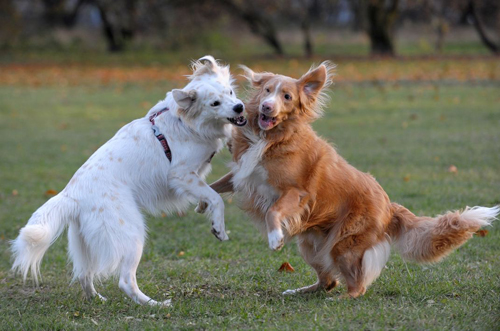 Piegus i Pasterka. Psie zabawy na Polach Mokotowskich w Warszawie. Nikon D3, AF-S VR Zoom-Nikkor 70-200 mm f/2,8G IF-ED