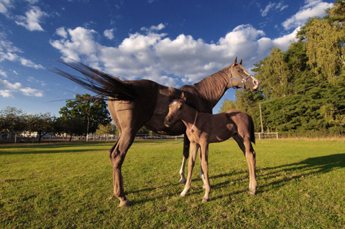 Stadnina w Okuniewie. Zdjcie dla Klubu Jedzieckiego „Dworek”. Nikon D2x, AF-S DX Zoom-Nikkor 12-24 mm f/4G IF-ED