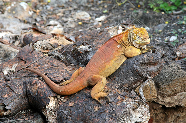 Iguana Santa Fe - wystpuje tylko na wyspie Santa Fe
