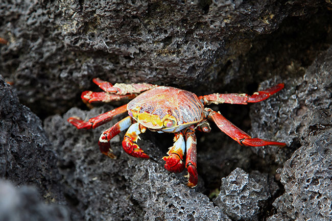 Krab - Grapsus grapsus - wielko ok. 20 cm