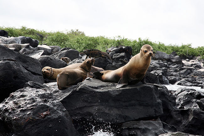 Lwy morskie wystpujce na caym archipelagu Galapagos, a w oddali iguany. 