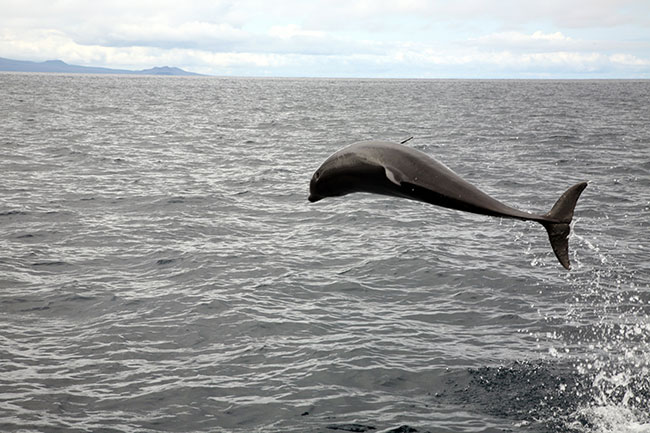 Delfin - Tursiops truncates