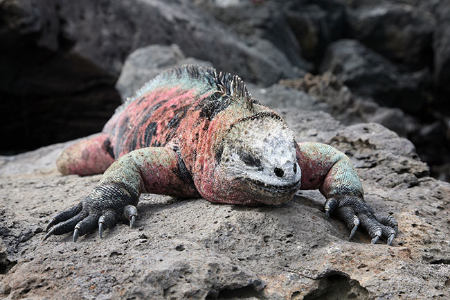 Iguana venustissimus