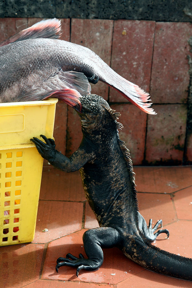 Posilajca si iguana