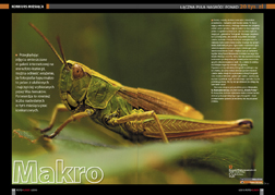 Makro