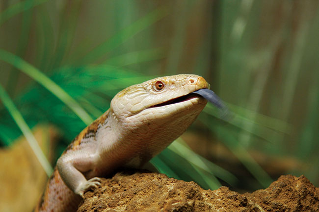 Napotkana przypadkowo w Jarvis Bay jaszczurka Blue Tongue (niebieski jzyk). 