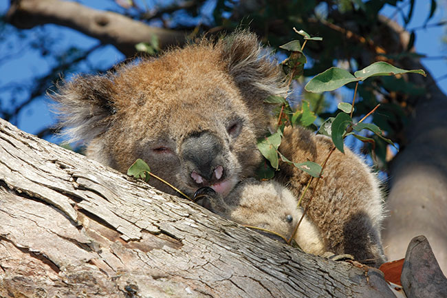 Miś koala spotkany w lesie na trasie do przylądka Otway.
