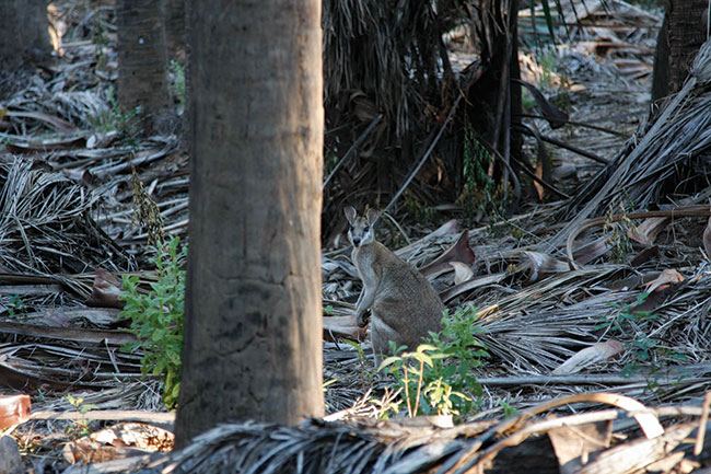 Kangur przyapany na podgldaniu ludzi w lesie Elsey.