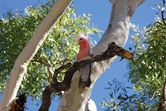 Papugi kakadu s bardzo pochliwe, wic dla dobrej foty potrzeba bardzo dugiego zoomu.