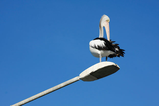 Odpoczynek pelikana na jednej z lamp ulicznych w Scarborough. 