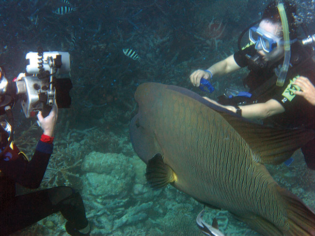 Fotograf w pracy na rafie koralowej.