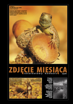 Zdjcie miesica