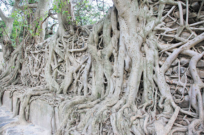 W tropikach dungla zachannie zagarnia wytwory ludzkich rk. Widok podobny do Angkor w Kambody. Canon EOS 5D Mark II + Canon EF 24-105 mm f/4 L IS USM. Par. eksp.: 1/80 s; ISO 400; f/6,3; f=24 mm