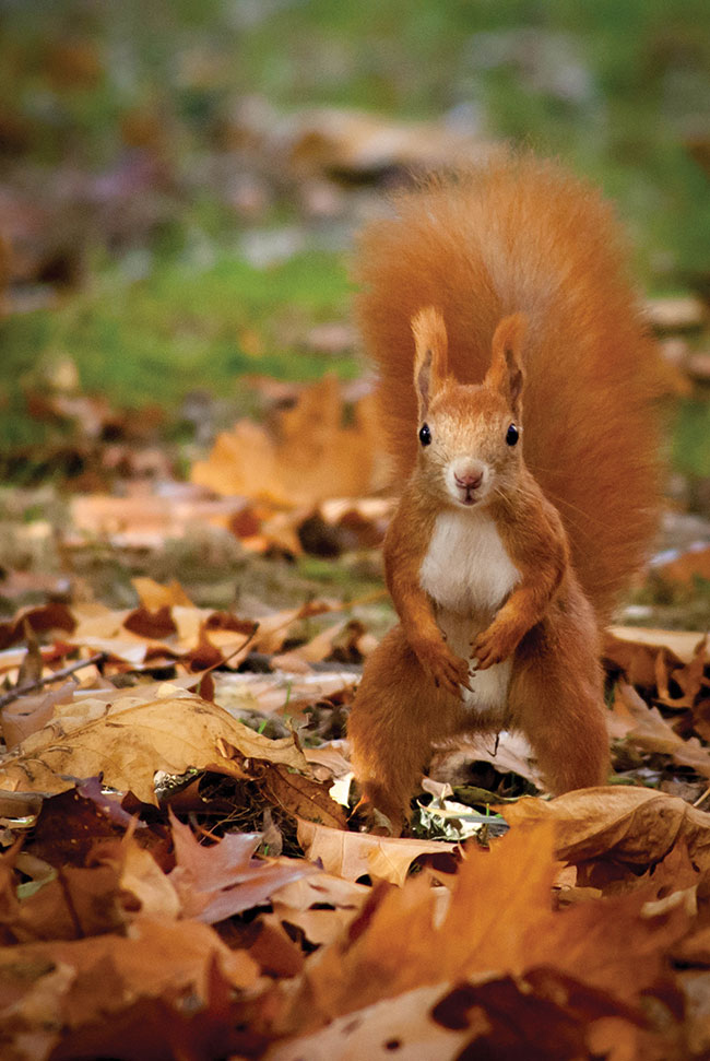 „Rudzielec 1” – ukasz Chudorliski