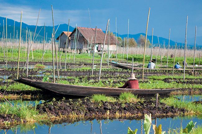 Niezwyky sposób uprawy warzyw na Jeziorze Inle, który odbywa si na tzw. pywajcych ogrodach powstaych przez pocicie wysp i nawoenie ich muem oraz wodorostami. Canon EOS 50D + Canon EF 24-70 mm f/2,8L; par. eksp.: 1/5000 s; ISO 500; f/2,8; f=62 mm