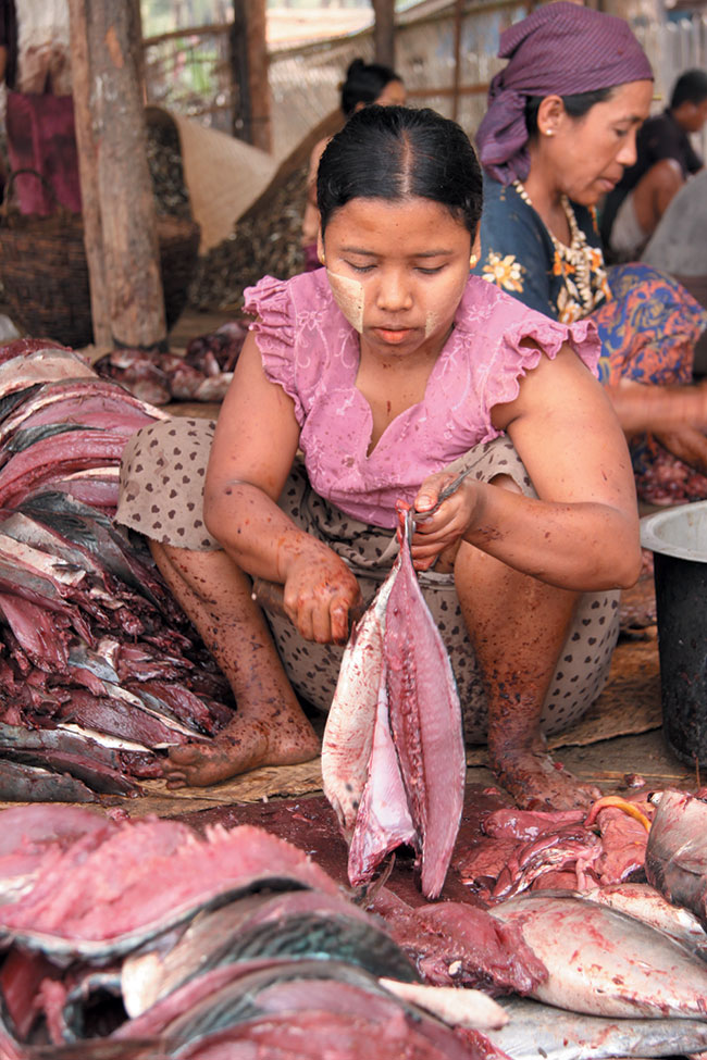 Patroszenie ryb morskich do solenia w arakaskiej wiosce rybackiej.