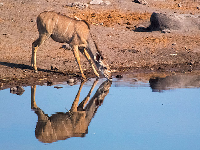 Zwierzta w Parku Narodowym Etosha najczciej znajduj si w odlegoci kilkudziesiciu metrów od nas. W takiej sytuacji przydatny jest obiektyw o dugiej ogniskowej. Fujifilm FinePix HS30EXR; par. eksp.: 1/1500 s; ISO 400; f/6,4; f=72 mm