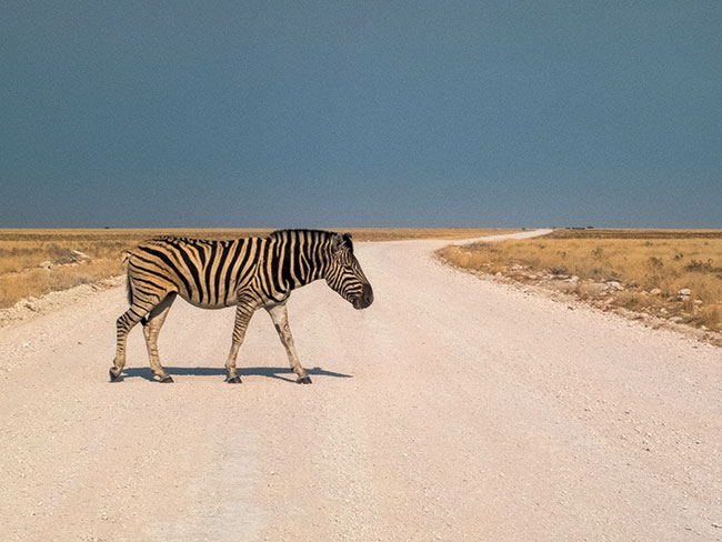 Poruszajc si po Namibii naley zachowa szczególn ostrono na drodze. Dzikie zwierzta s czst przyczyn wypadków drogowych. Fujifilm FinePix HS30EXR; par. eksp.: 1/2500 s; ISO 200; f/6,4; f=14 mm