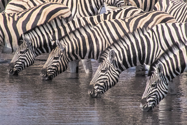 Zebry przy wodopoju w Parku Narodowym Etosha. Wykorzystujc powtarzajcy si element mona uzyska ciekaw perspektyw. Fujifilm FinePix HS30EXR; par. eksp.: 1/2000 s; ISO 400; f/6,4; f=98 mm