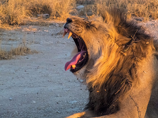 W Parku Narodowym Etosha, ze wzgldu na obecno dzikich zwierzt, obowizuje bezwzgldny zakaz opuszczania samochodu. O istniejcym ryzyku mona si przekona, gdy lew beztrosko przeciga si tu obok okien naszego samochodu. Fujifilm FinePix HS30EXR; par. eksp.: 1/800 s; ISO 400; f/5,6; f=52 mm