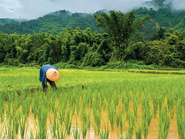Pola ryowe w okolicach Vang Vieng s bardzo wdzicznym tematem fotograficznym. Jako e ry lubi wod, na polach jest te duo bota, dlatego warto zabra ze sob par nieprzemakalnych butów. 