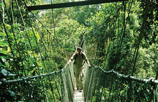 Taman Negara, jeden z najbardziej dostępnych lasów deszczowych na świecie. Gigantyczna, stara dżungla, ale – co rzadkie - „przyjazna” fotografom (trekkerom również). Dobre miejsce na pierwszy kontakt z tego typu środowiskiem. Koniecznie: jasny obiektyw i wodoszczelny worek; Nikon F80 + Nikkor 28–80 mm f/3,5–5,6.