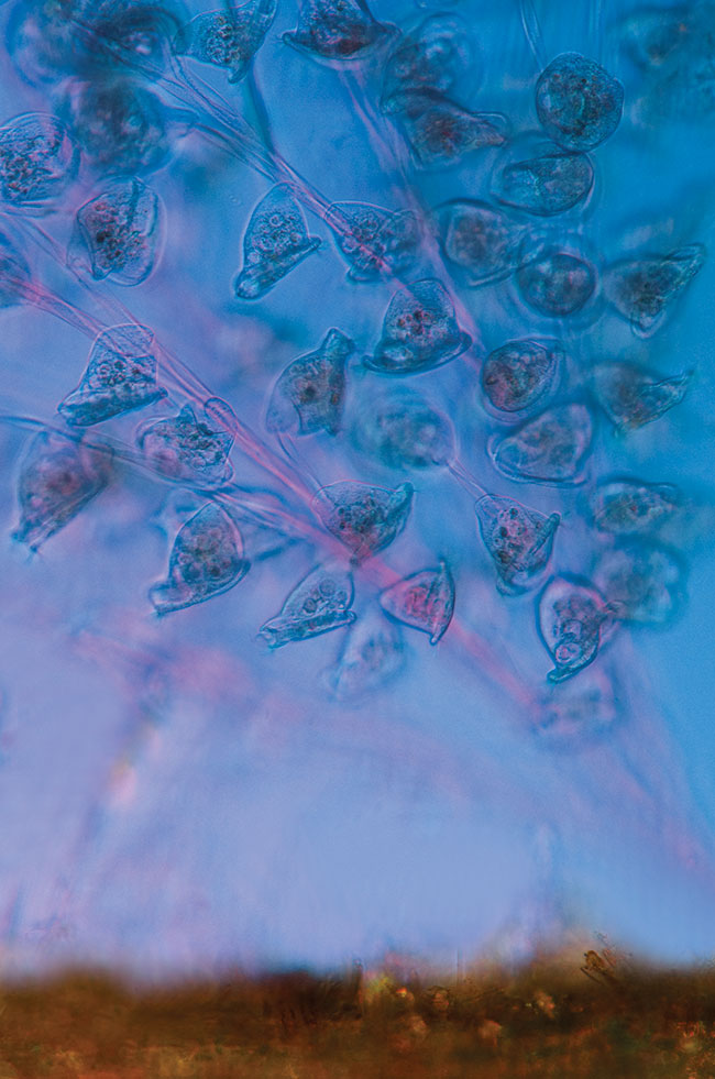 Kolonia pierwotniaków (Vorticella sp.) przyczepiona do pdu rogatka (wodna rolina naczyniowa). Mikroskop - Lumipan, Carl Zeiss Jena, obiektyw – Olympus 10 X / 0,40 Splan apochromat, okular projekcyjny – Olympus NFK 2,5 X. wiato spolaryzowane. ISO – 800. Pentax K5.