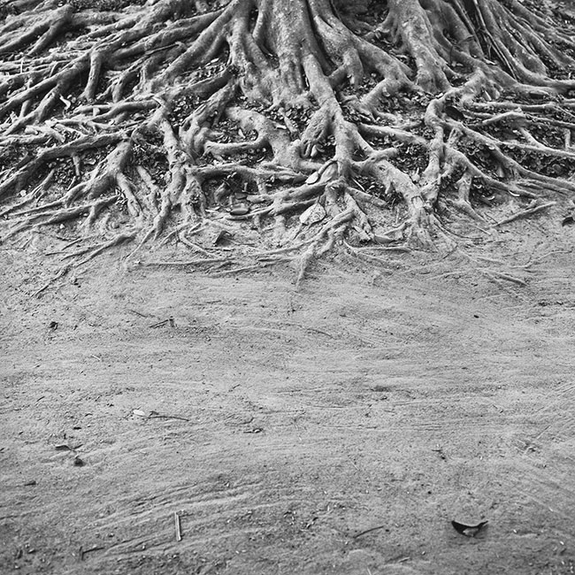 Korzenie drzewa w Królewskim Parku Narodowym Chitwan (tytu: „Sansara”).